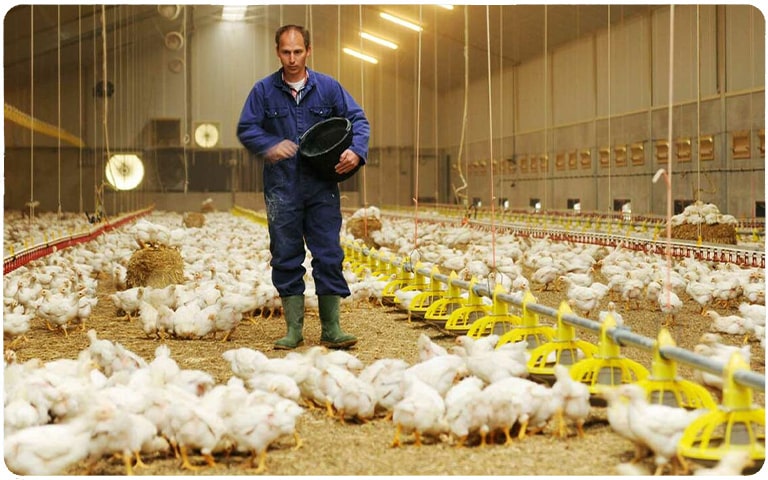 فارم پرورش مرغ گوشتی ارگانیک در کشور امریکا